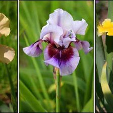 Схема вышивки «Ирисы»