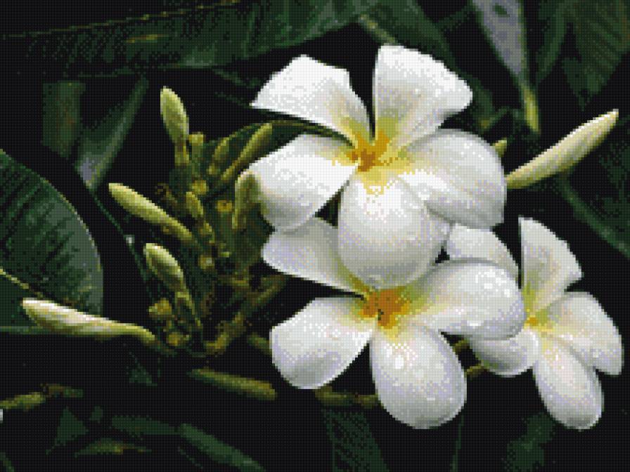 Плюмерия - цветы - предпросмотр