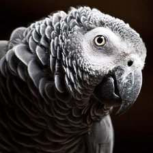 Схема вышивки «попугай монохром»