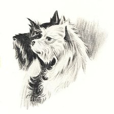 Схема вышивки «Скотч-терьер и вест вайт хайленд терьер»