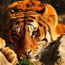 Схема вышивки «Тигр»