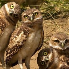 Схема вышивки «Совы»