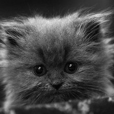 Схема вышивки «котенок»