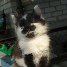 Схема вышивки «котенок»