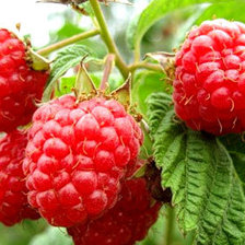 Схема вышивки «малина»