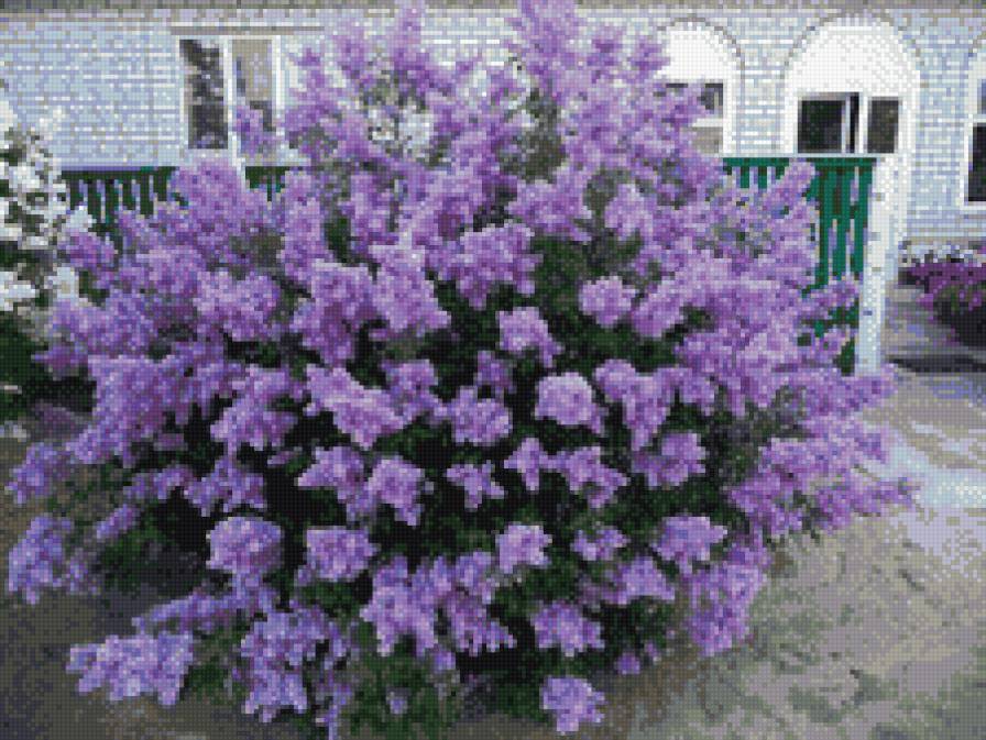 Сирень - фото - предпросмотр