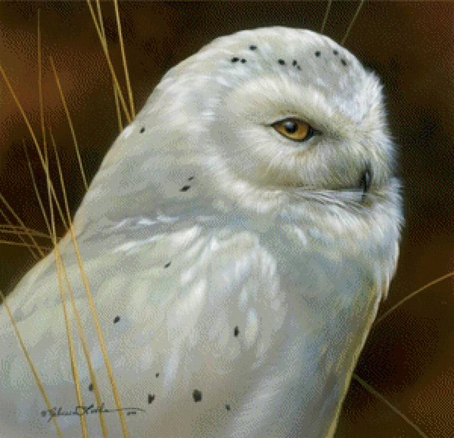 сова - предпросмотр