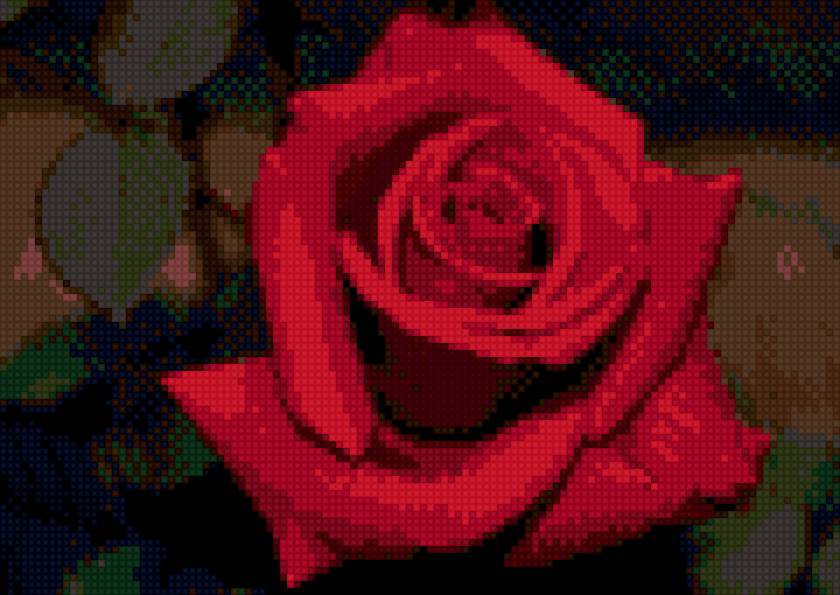 розочка - предпросмотр