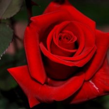 Схема вышивки «розочка»