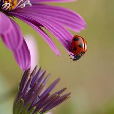 Схема вышивки «Букашечка»