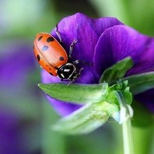 Схема вышивки «Букашечка»