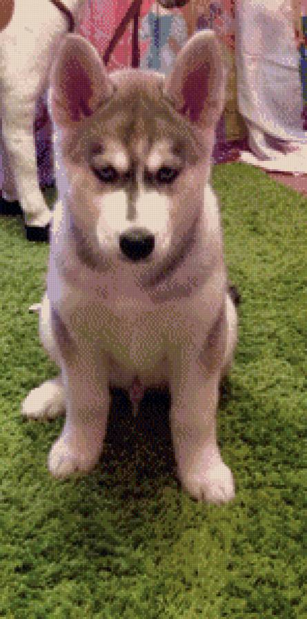 хаски - предпросмотр