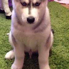 Схема вышивки «хаски»