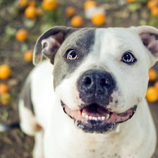 Схема вышивки «пес»