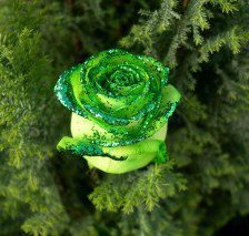 Схема вышивки «роза»