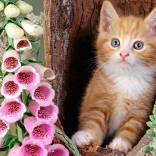 Схема вышивки «kakitis»