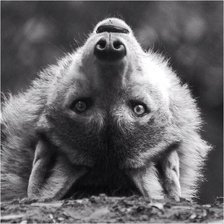 Схема вышивки «волк»