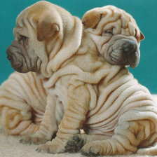 Схема вышивки «шарпеи»