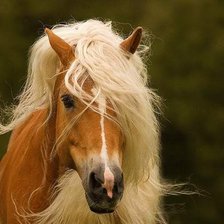 Схема вышивки «Лошадь»