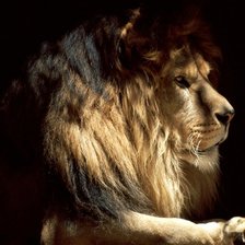 Схема вышивки «Лев»