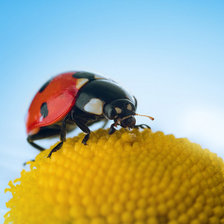Схема вышивки «божья  коровка»