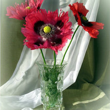 Маки в вазе