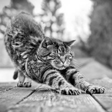 Схема вышивки «грация»