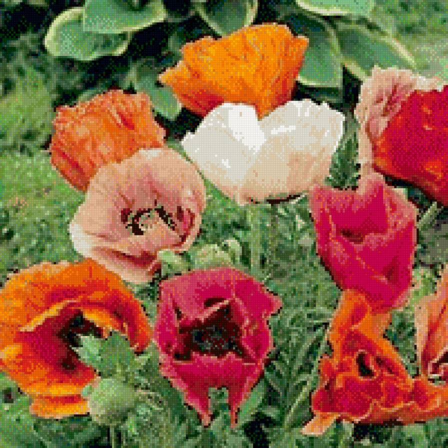 Разные маки 3 - картина - предпросмотр