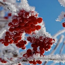 Схема вышивки «рябина»