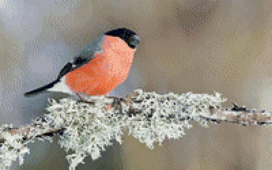 снегирь - предпросмотр