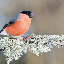 Схема вышивки «снегирь»
