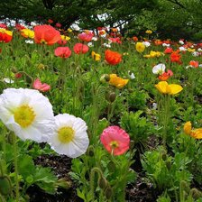 Схема вышивки «маковое поле»