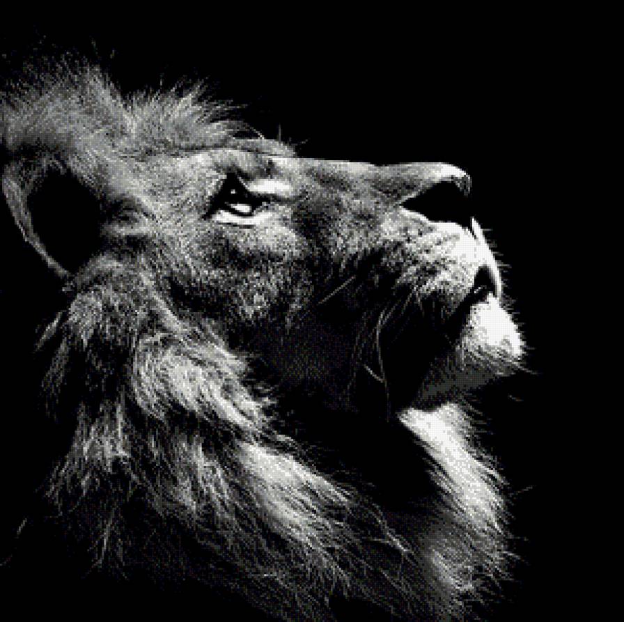 Лев - львы, животные - предпросмотр