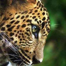 Схема вышивки «леопард»