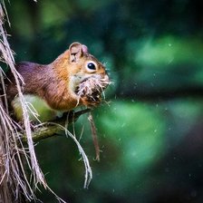 Схема вышивки «белка»