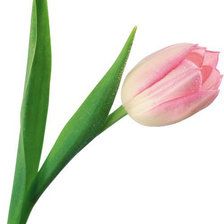 Схема вышивки «тюльпан»