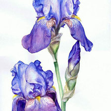 Схема вышивки «Ирисы»