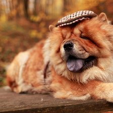 Схема вышивки «чау-чау»