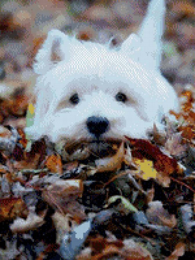 Собака - собака - предпросмотр