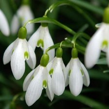 Схема вышивки «Підсніжники»