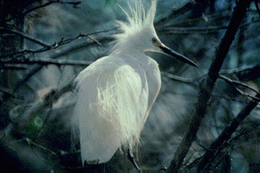 птица - птица, птицы, животные - предпросмотр