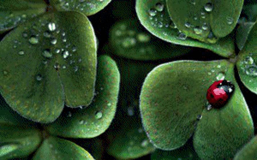 после дождя - дождь, листья, роса, божья коровка - предпросмотр