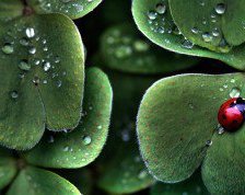 Схема вышивки «после дождя»