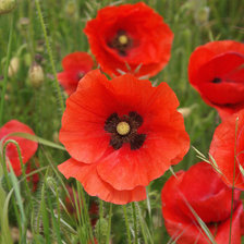 Схема вышивки «Маки»