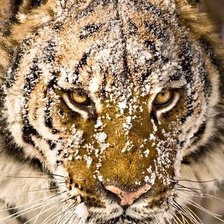 Схема вышивки «Тигр в снегу»