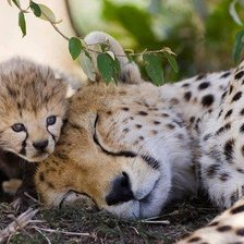 Схема вышивки «Гепарды»