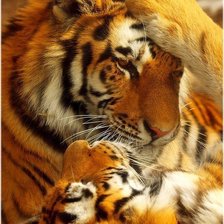 Схема вышивки «Тигры»