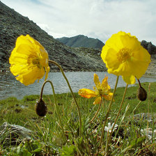Схема вышивки «Желтые маки»