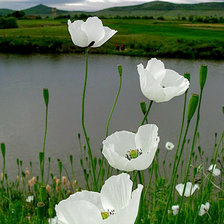 Схема вышивки «Белые маки в сумерках»