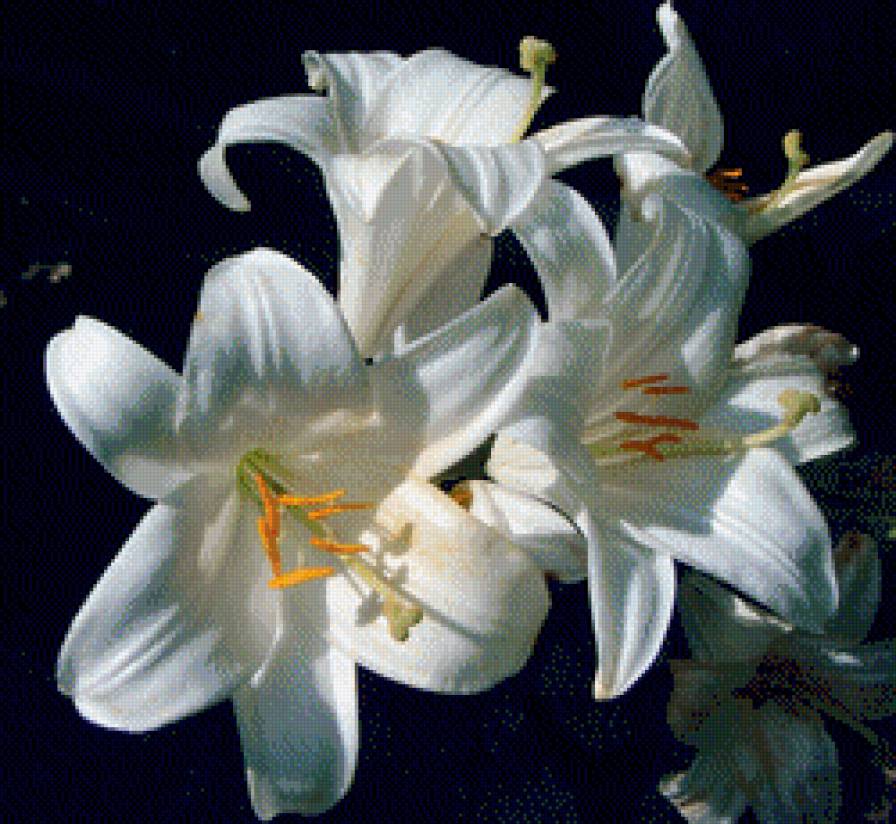 Лілія - квіти, природа, рослини - предпросмотр